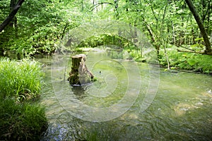 Water stream with a cut down tree in the middle