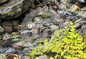Water in a stream flowing over rocks