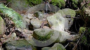 Water from the stream flows between the stones, falling down
