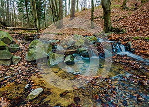 Water stream in the forest