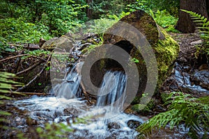 Water flowing through the middle of a tree trunk