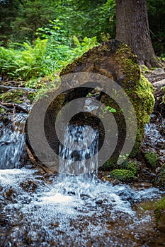 Water flowing through the middle of a tree trunk