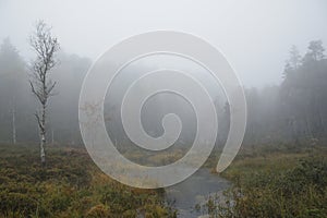 Water stream in a park in Rogaland county in Norway on a foggy day