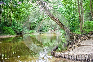 Water stream or river flowing through the green forest.