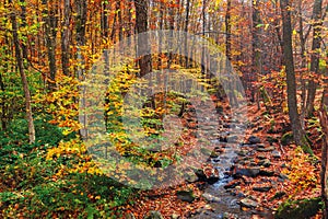 Water stream among the rocks in the forest