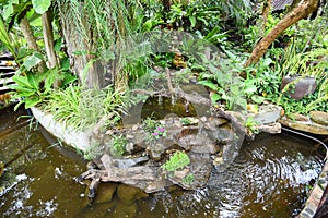 Water stream or Small waterfall decorate front yard - nature garden with plant tree flowers in the asian with a pond park