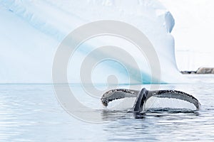water streams from a diving humpback whale\'s fluke with a beautiful iceberg in the background