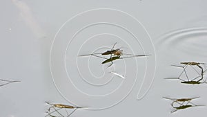 Water strider