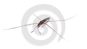 Water strider