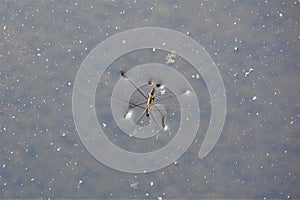 Water strider