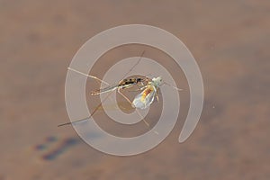 Water strider eating an insect prey on the shoreline waters of Lake Superior in the Upper Peninsula of Michigan in the Porcupine M