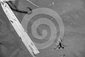 Water strider insect floating on the surface of a calm water body