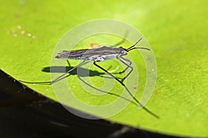 Water Strider on a Lily Pad