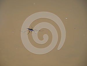 Water strider on a natural pond.