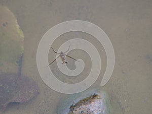 Water strider on a natural pond.