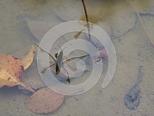 Water strider on a natural pond.