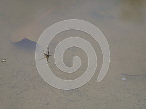 Water strider on a natural pond.