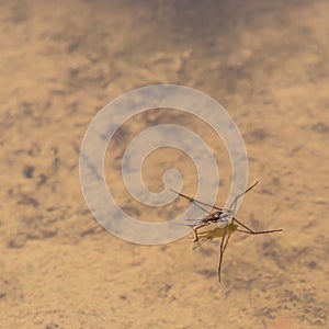 Water Strider on Pond