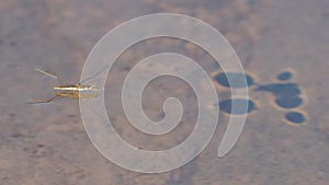 Water strider with shadow on rocks of shoreline waters - Lake Superior in the Upper Peninsula of Michigan in Porcupine Mountains W