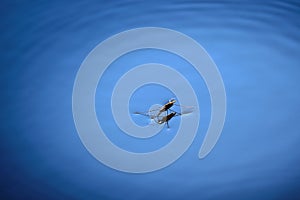 Water Strider or Skater Standing on Surface of Water