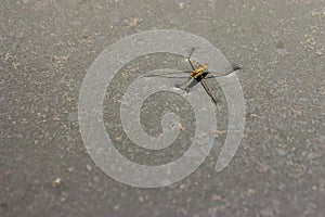 Water strider on the surface of the water