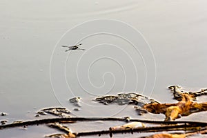 Water strider on the surface of the water