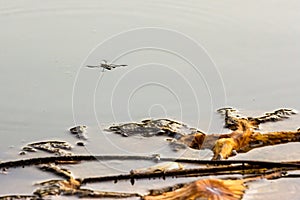 Water strider on the surface of the water