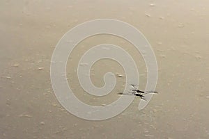 Water strider on the surface of the water