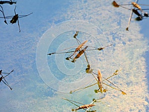 Water striders