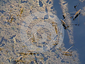 Water striders