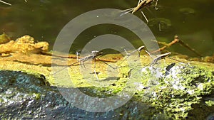 Water striders - Gerridae - mating