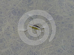Water striders looking out at the world