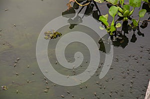 Water Striders or Pond Skaters or Gerridae or jesus bugs walking