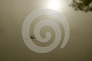 Water Striders or Pond Skaters or Gerridae or jesus bugs walking