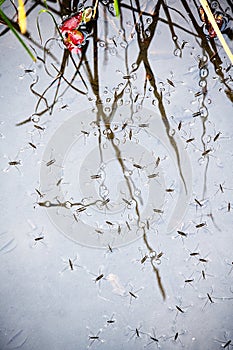 Water striders walking on the shallow water