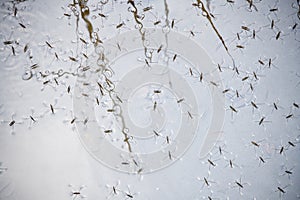 Water striders walking on the shallow water