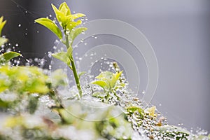 The water is stuck on spider webs as a background.