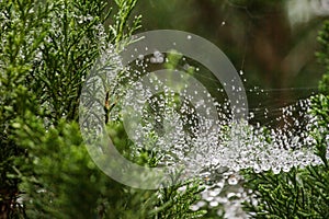 The water is stuck on spider webs of pine leaves as a background.