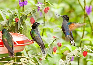 Water With Sugar Dispenser For Hummingbirds