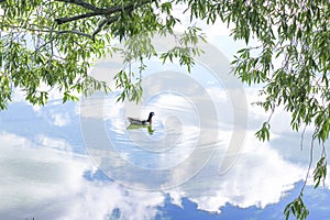 Water summer landscape - a drake is swimming near the shore of the lake, the sky with clouds is reflected in the water