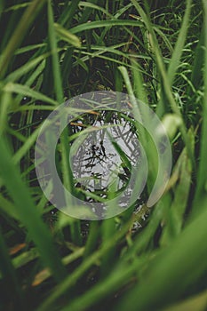 Water in the summer pond