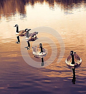 Water Sunset geese