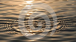 Water surface with concentric ripples, reflecting warm sunlight. The ripples create a pattern of