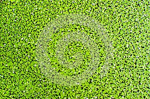 Water surface covered with a duckweed