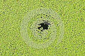 The water surface is covered with duckweed