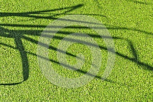 The water surface covered with duckweed