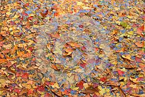 water surface covered in fallen leaves in autumn