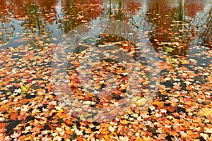 water surface covered in fallen leaves in autumn