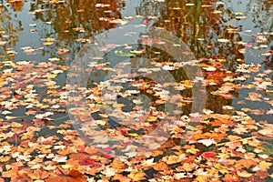 water surface covered in fallen leaves in autumn