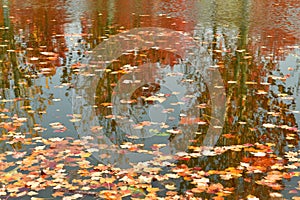 water surface covered in fallen leaves in autumn